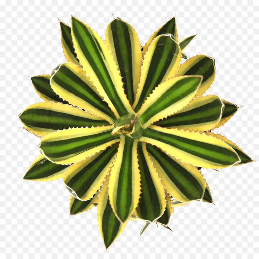 Suculenta Planta，Folha PNG