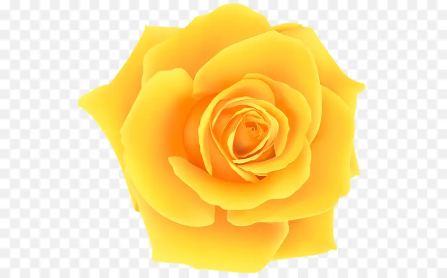Amarelo，Flor PNG