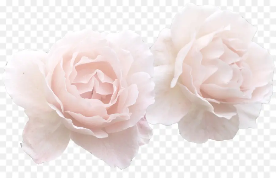 Rosas Cor De Rosa，Florescer PNG