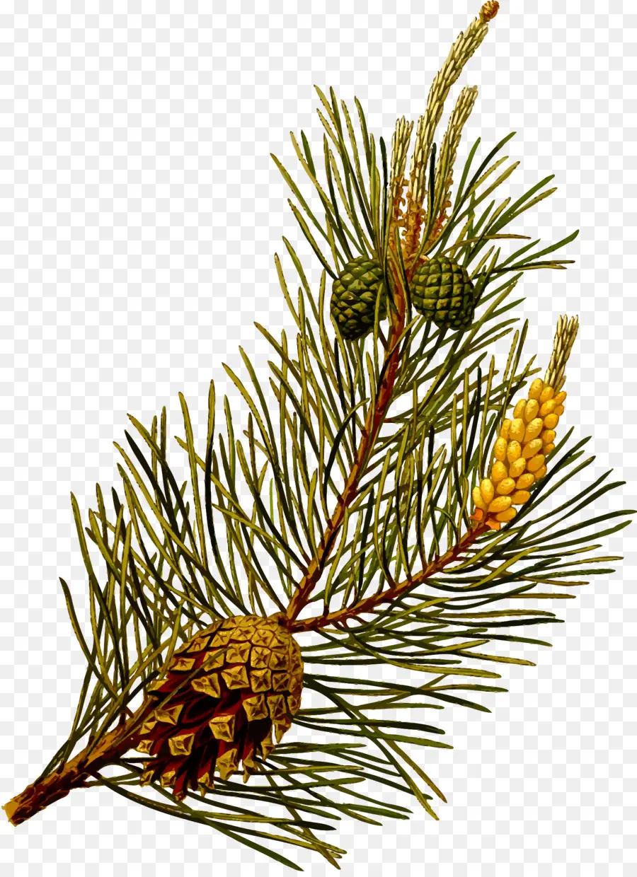 Pinheiro Silvestre，Pinus Contorta PNG