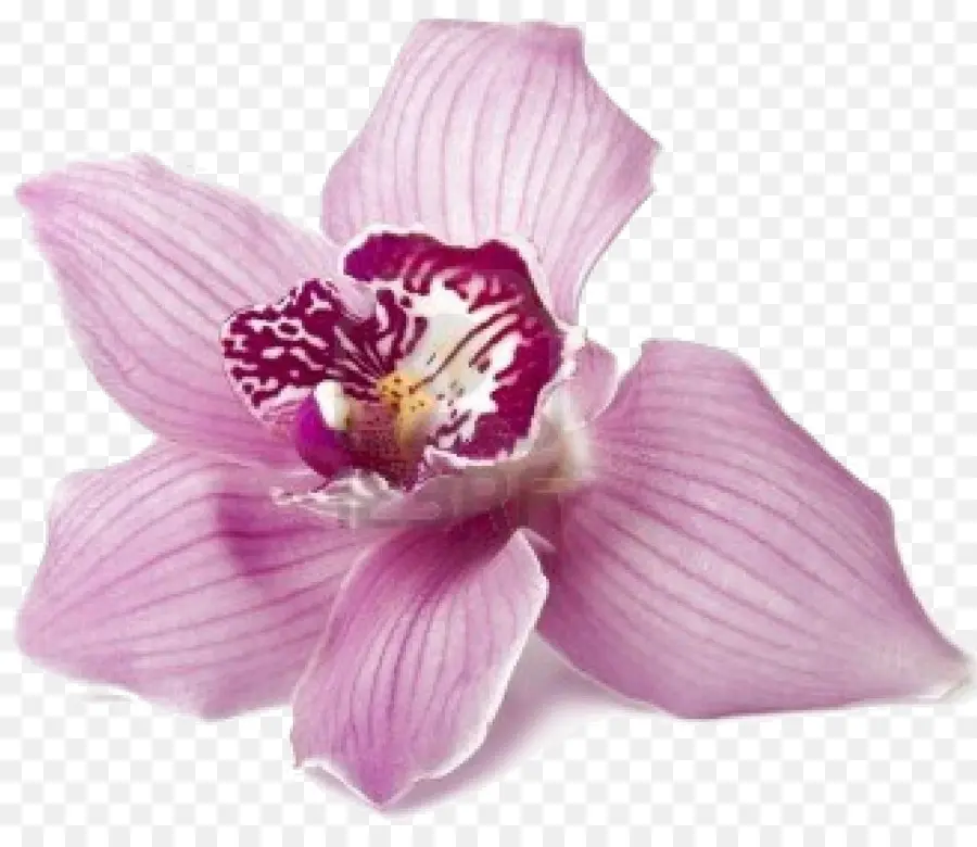 Orquídea，Flor PNG