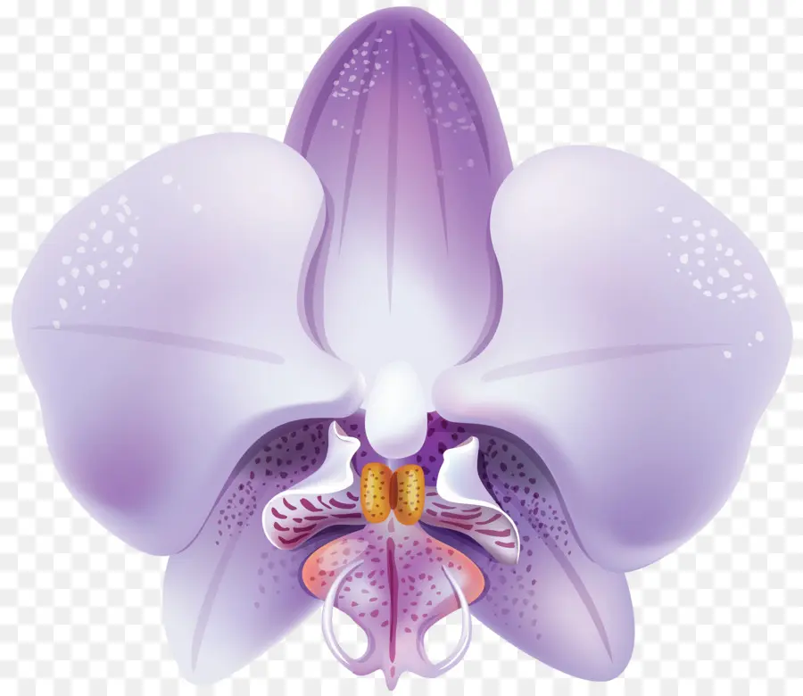 Orquídea，Roxo PNG