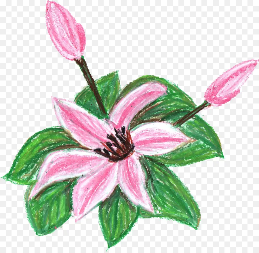 Flor Rosa，Desenho PNG