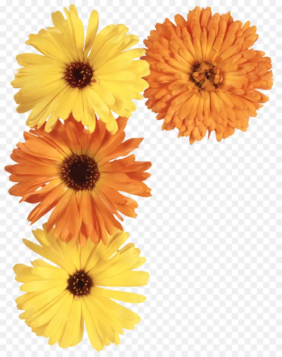 Flores，Amarelo PNG