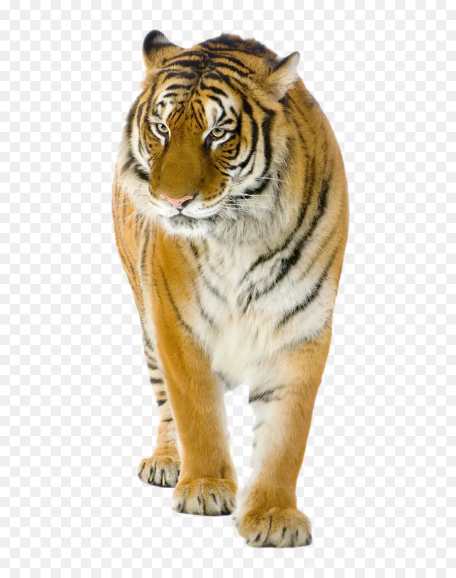 Filhote De Tigre，Listrado PNG