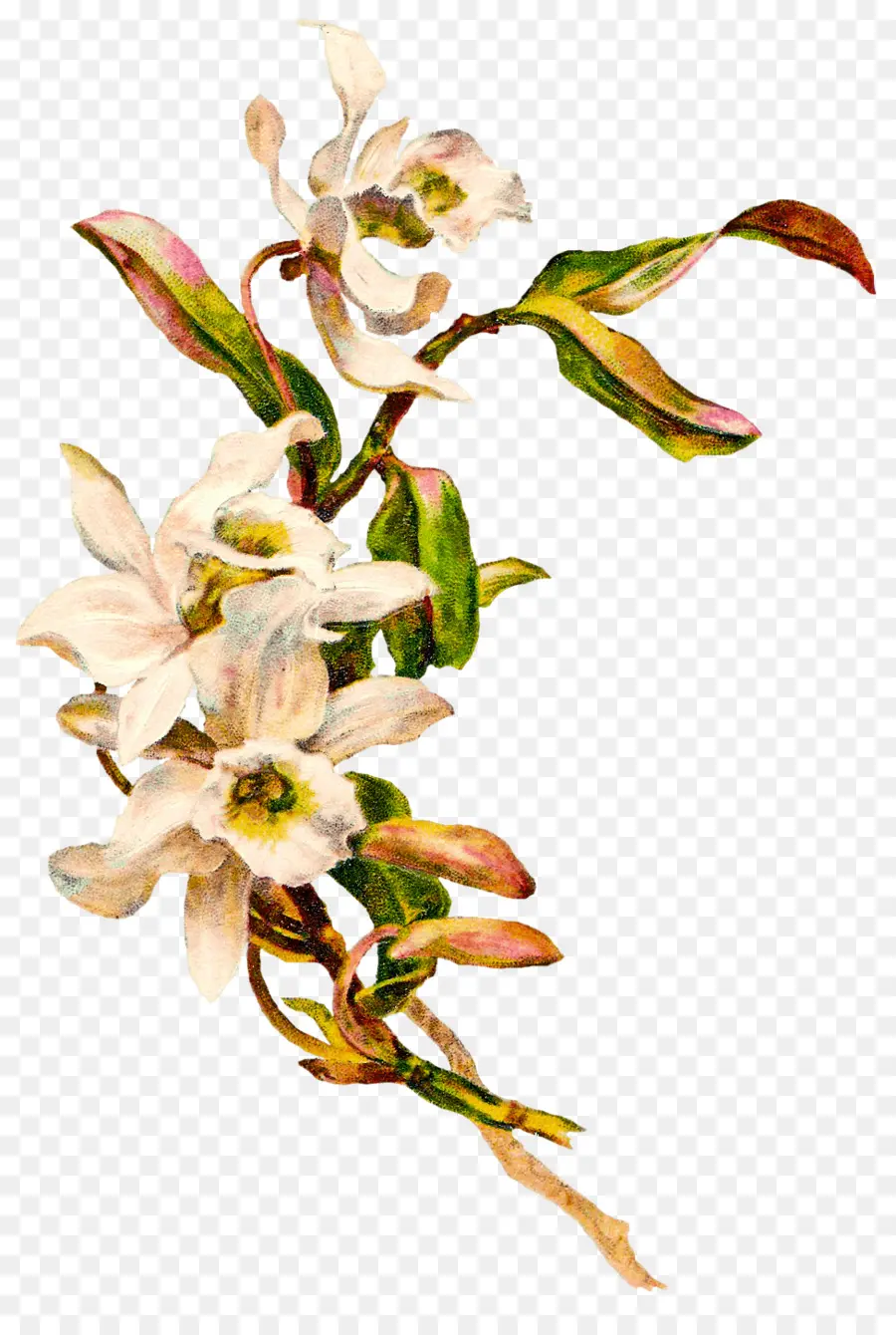 Flores Brancas，Florescer PNG