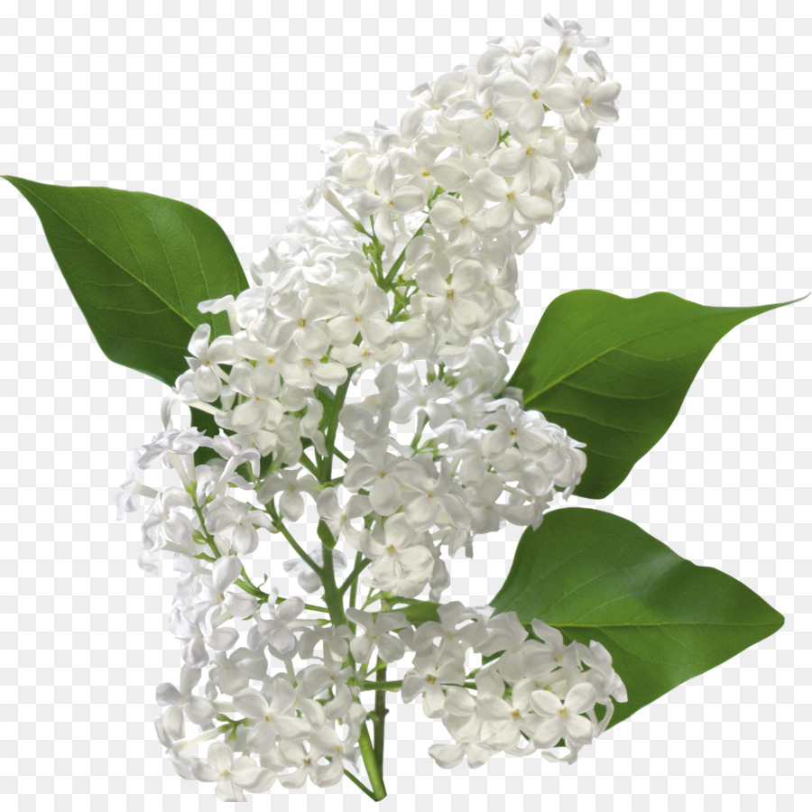 Flores Brancas，Florescer PNG