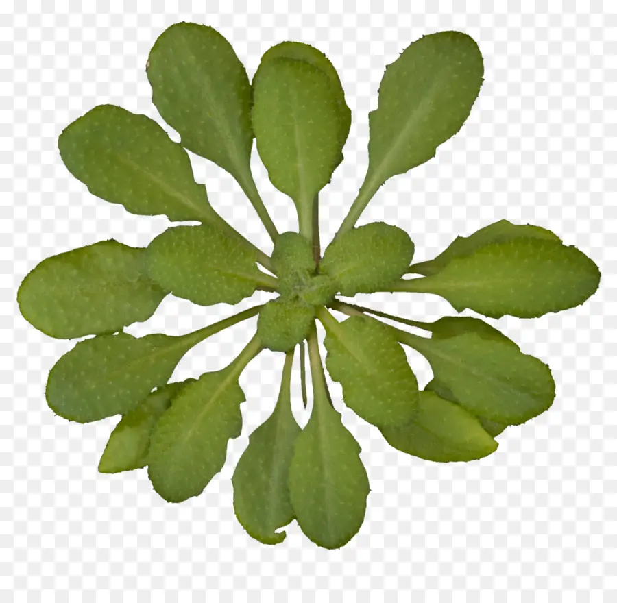 Thale De Agrião，Planta PNG