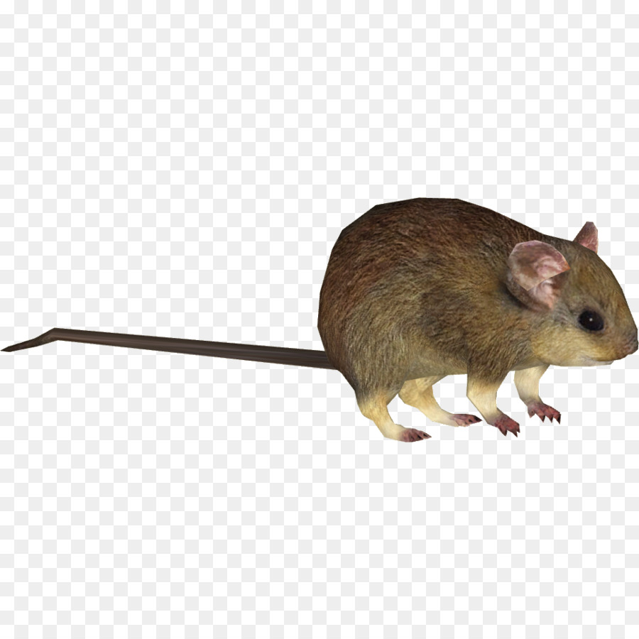 Gerbil，Rat PNG