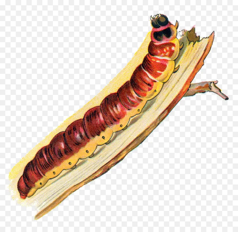 Lagarta，Larva PNG