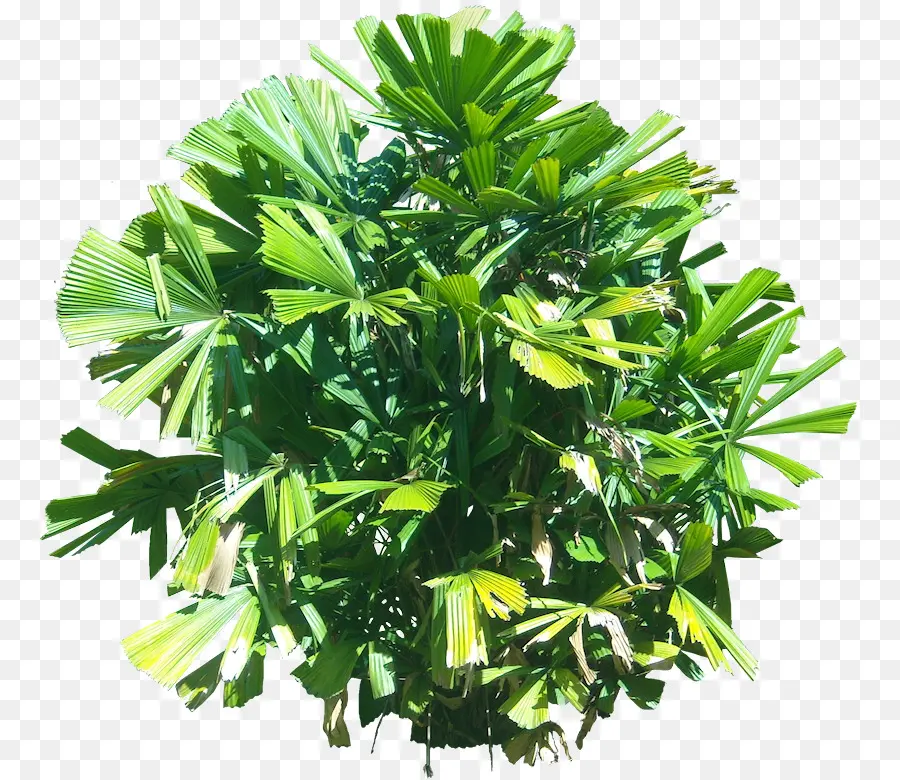 Arbusto Verde，Arbusto PNG