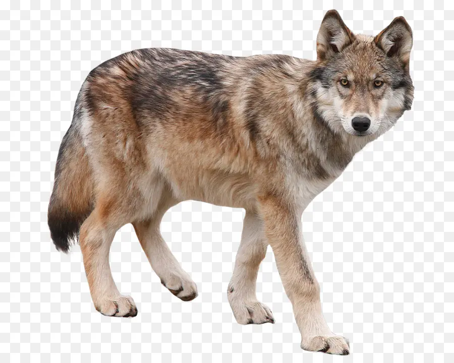 Cão，Yukon Lobo PNG