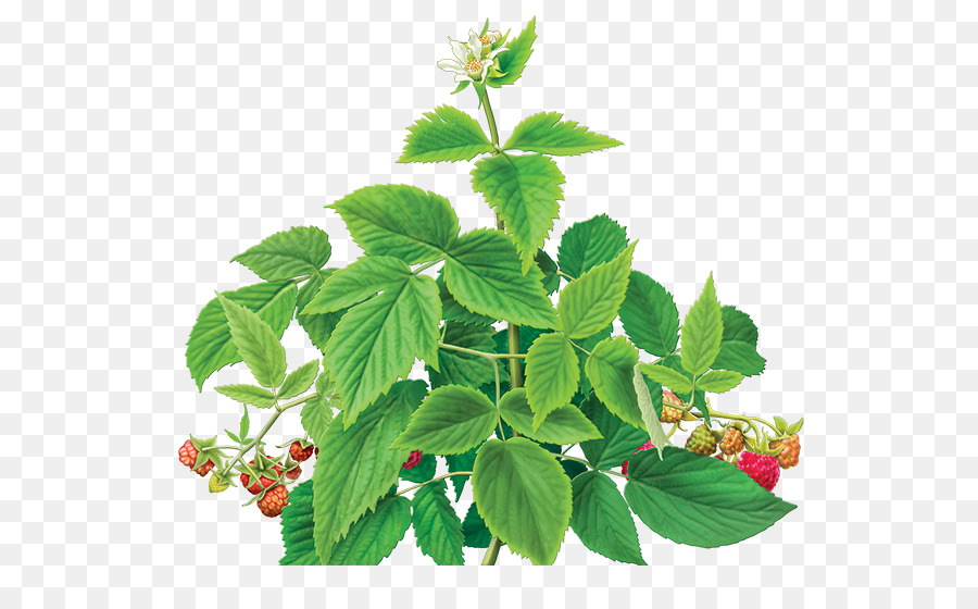 Planta De Framboesa，Folhas PNG