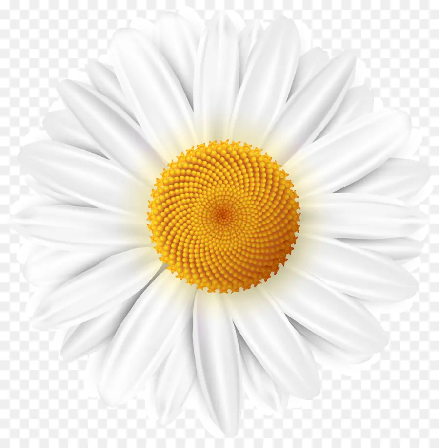 Comum Daisy，Papel De Parede Da área De Trabalho PNG