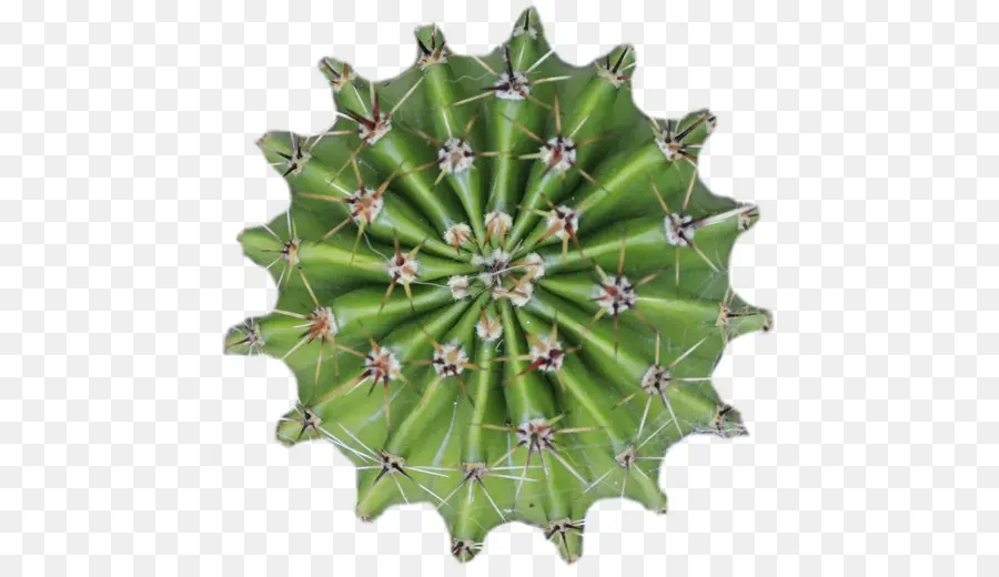 Cactaceae，Planta PNG