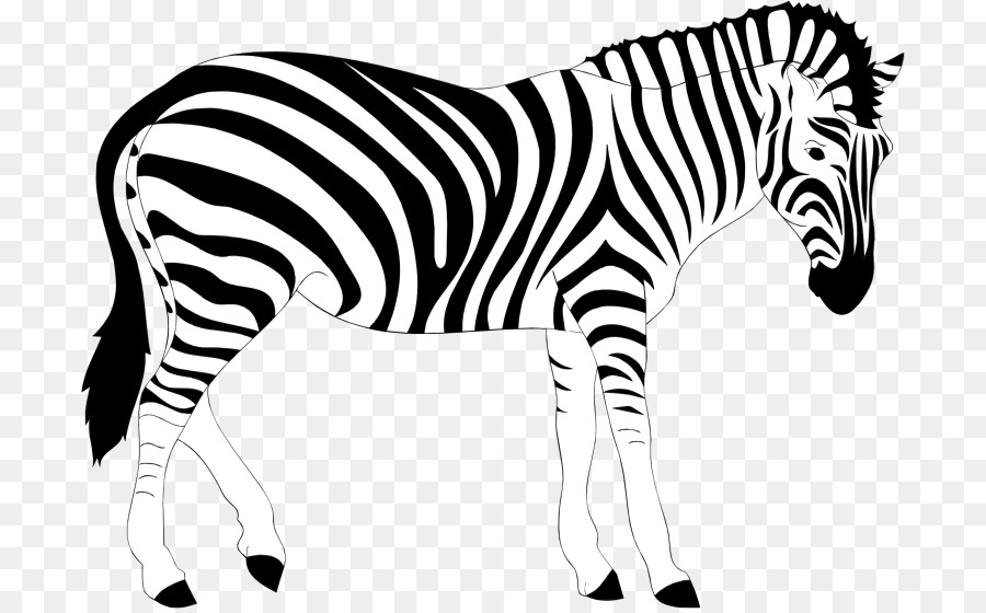 Zebra，Listras PNG