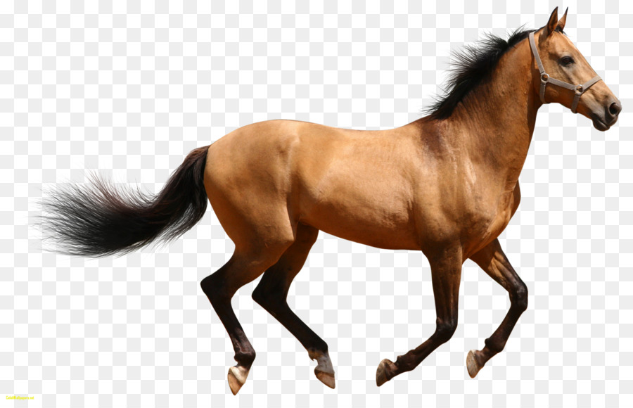 American Quarter Horse，Muitas Cavalo PNG