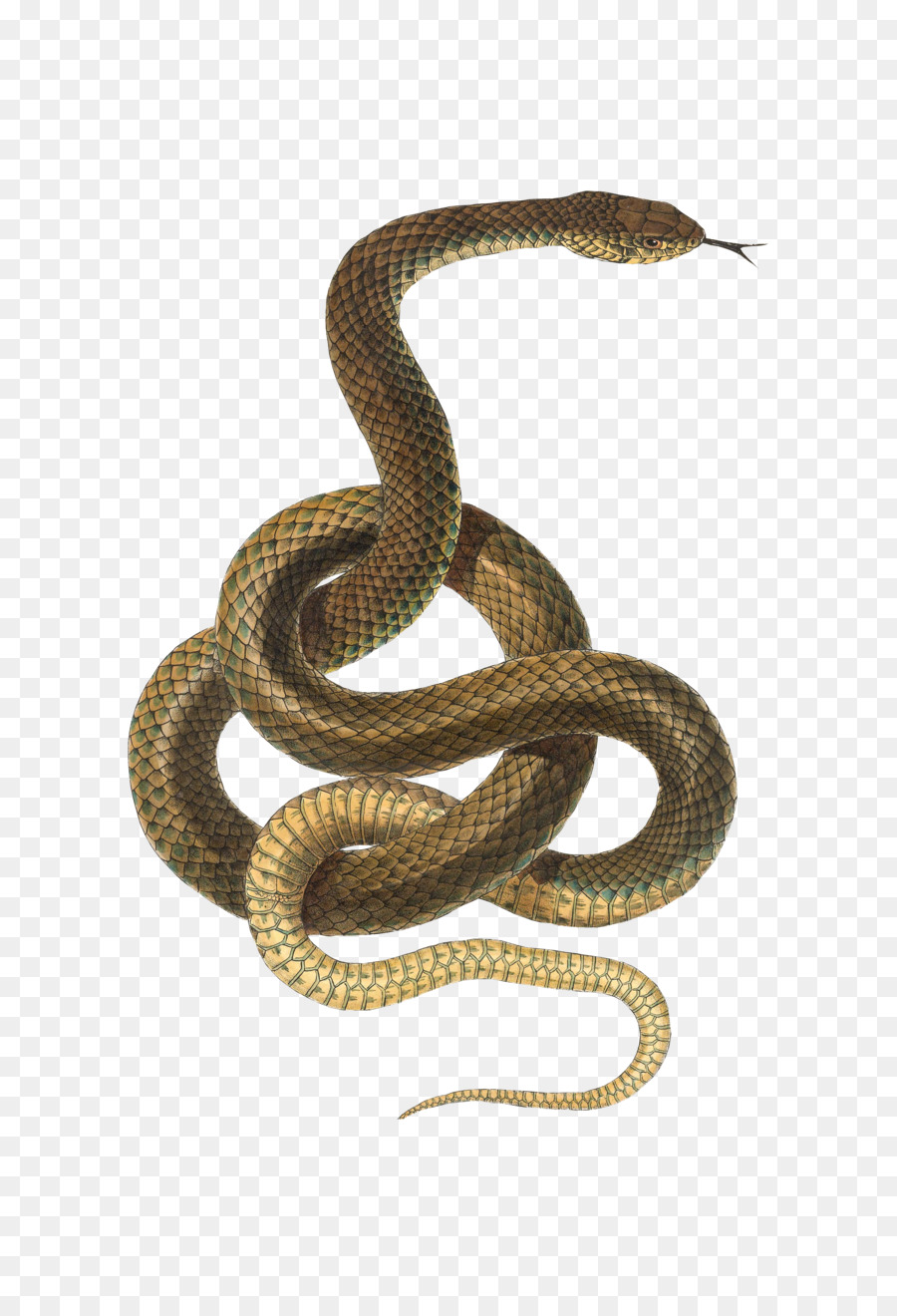 Serpente Na Tela Prank Serpente Tela, Serpentes Na Tela 3D Snake Reptile  Online, serpente, animais, escalado réptil, cobra png