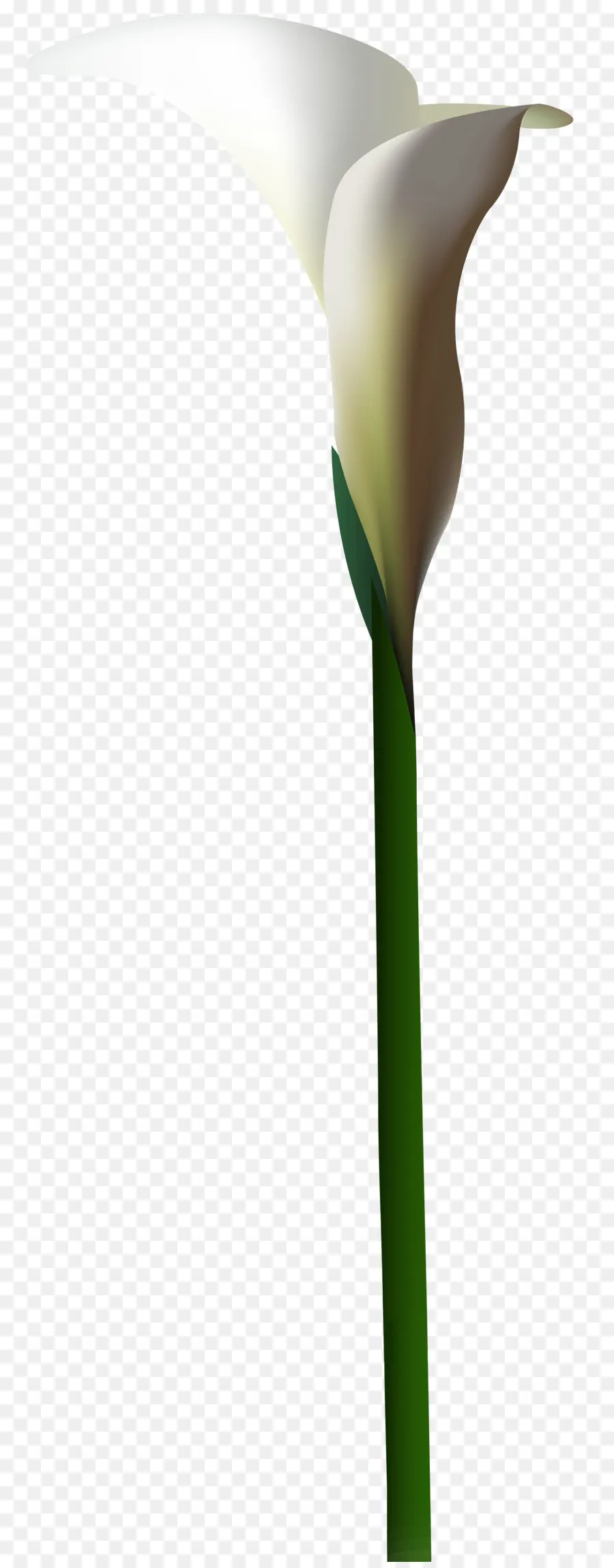 Lírio De Calla，Flor PNG