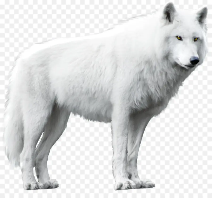 Cão，Arctic Wolf PNG