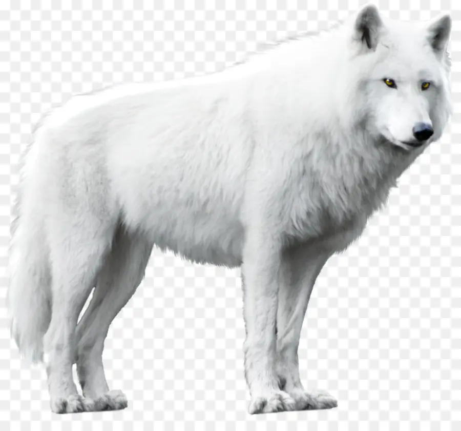 Lobo Branco，Uivando PNG