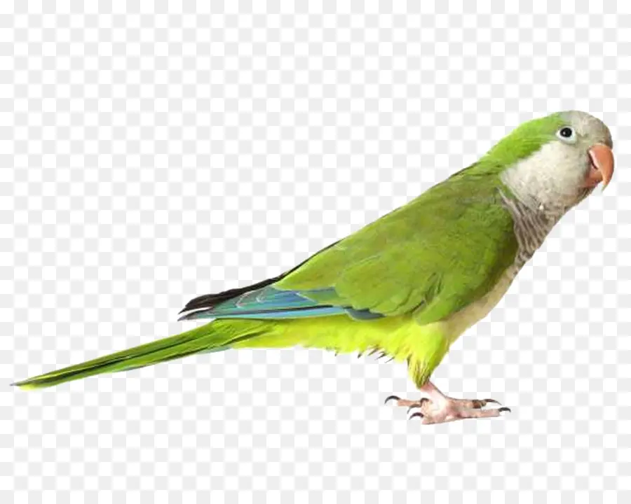 Papagaio，Aves PNG