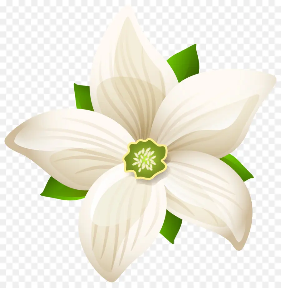 Flor，Branco PNG