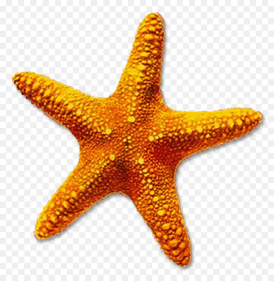 Estrela Do Mar，ícones Do Computador PNG