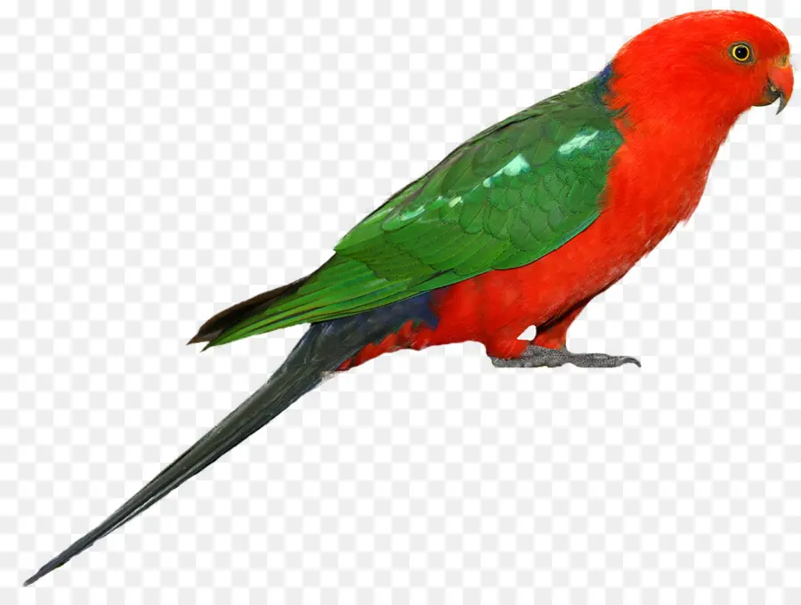 Papagaio Vermelho，Penas PNG