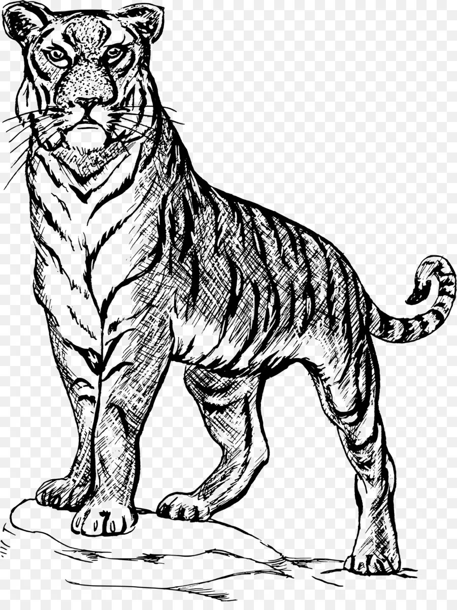 Tigre，Desenho PNG