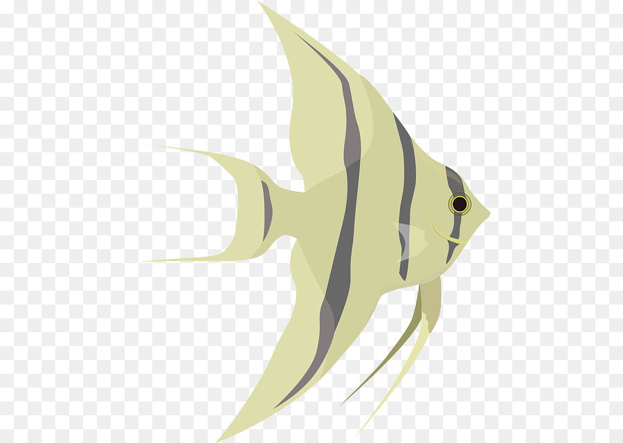 Pterophyllum Altum，Peixe PNG