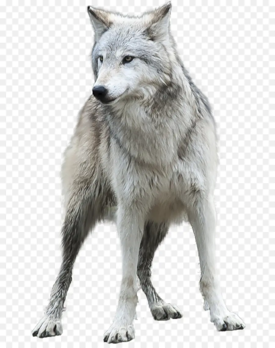 Arctic Wolf，Papel De Parede Da área De Trabalho PNG
