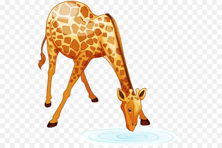 Girafa，Bebê Girafas PNG