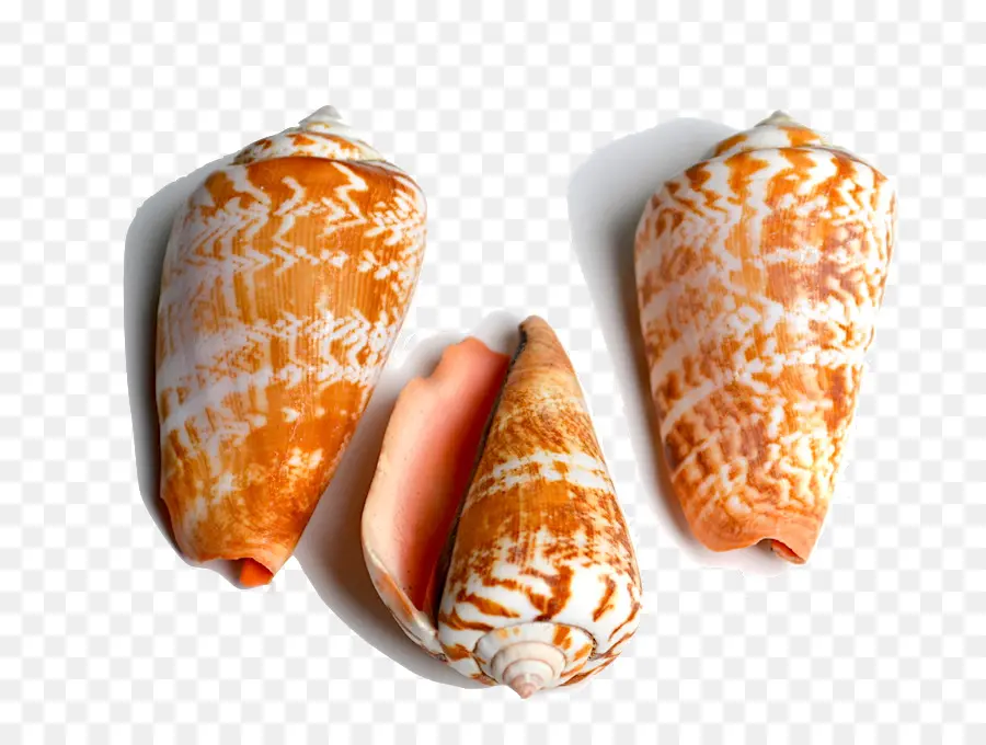 Conchas Do Mar Laranja，Marinho PNG