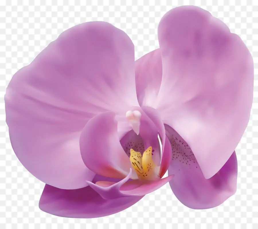 Orquídea，Florescer PNG