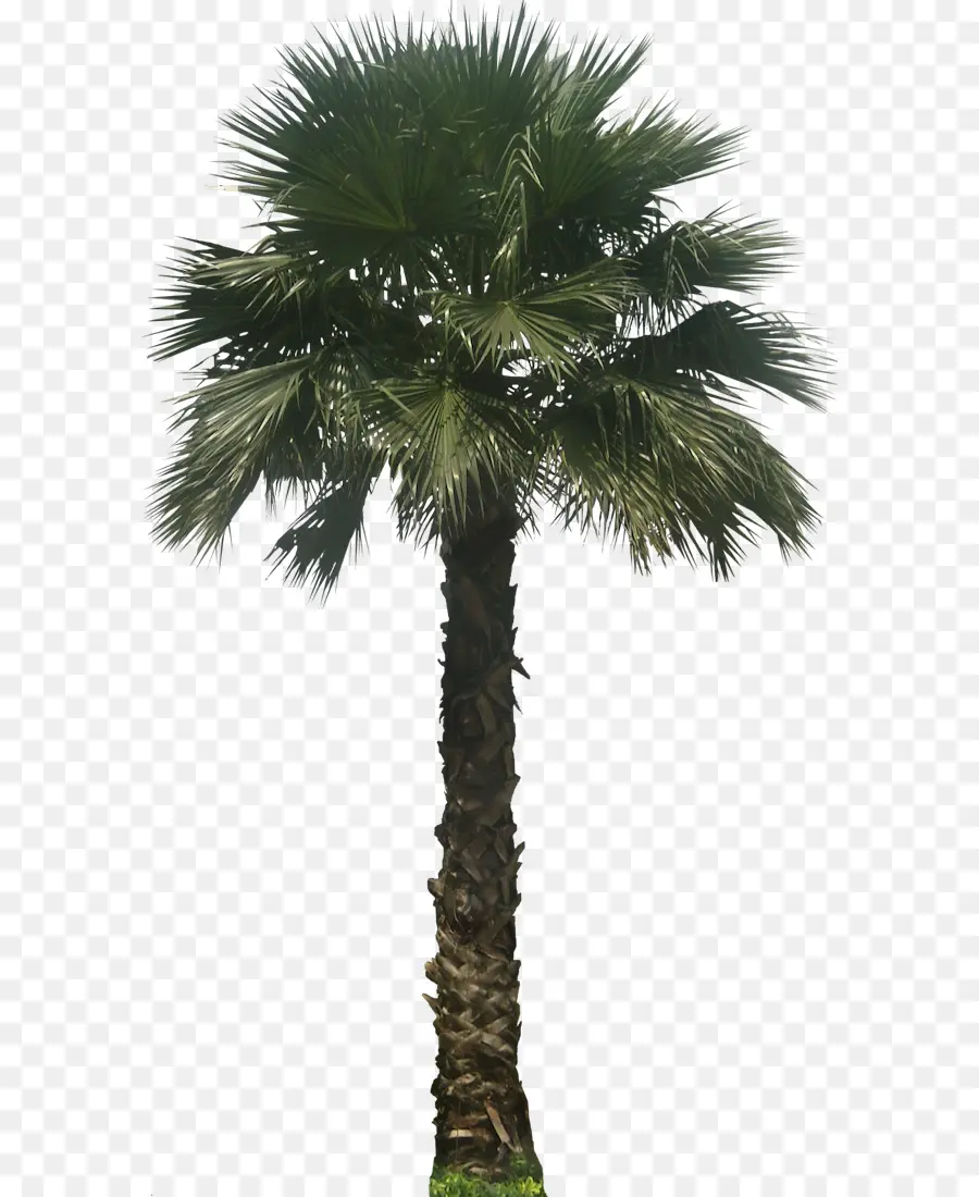 Washingtonia Robusta，Washingtonia Filifera PNG