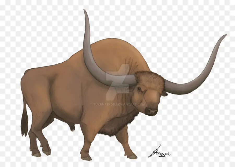 Bison Latifrons，Gado PNG