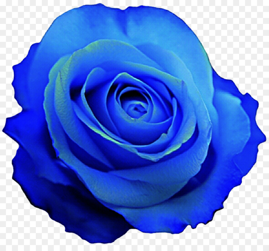 Rosa Azul, Rosa, Azul png transparente grátis