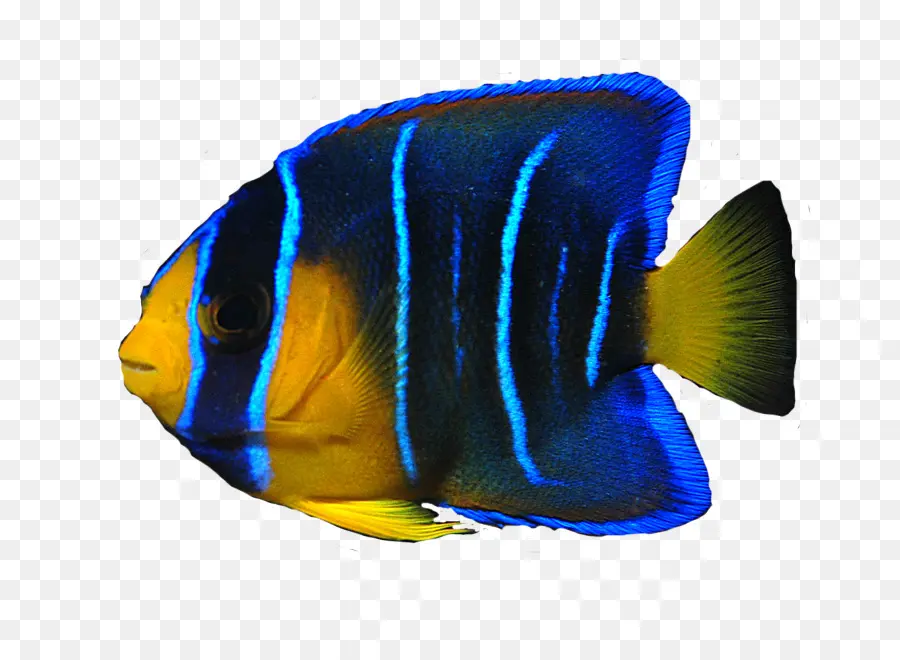 Peixe Colorido，Aquático PNG