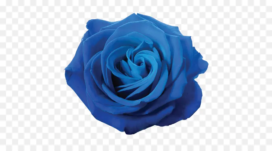 Rosa，Rosa Azul PNG