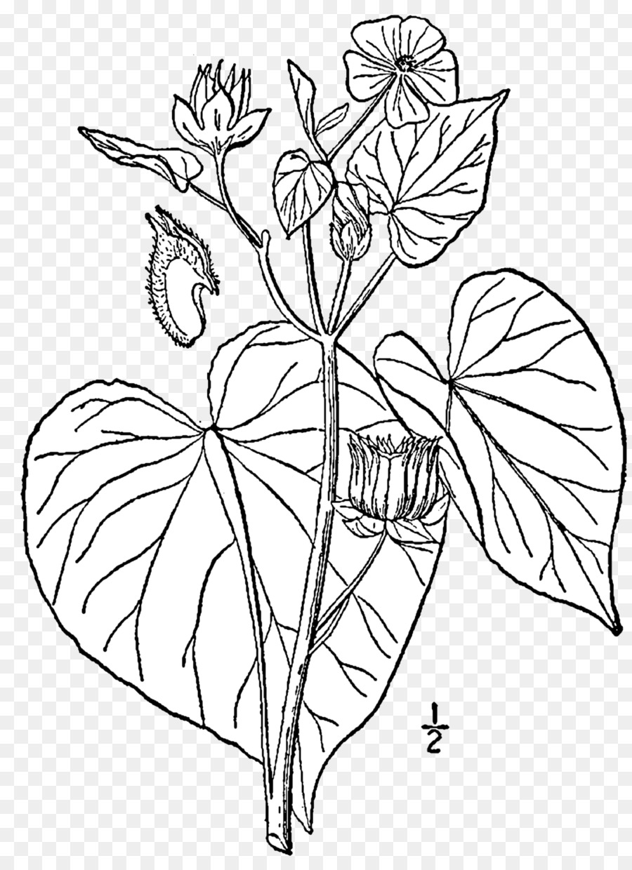 Abutilon Theophrasti，Desenho PNG