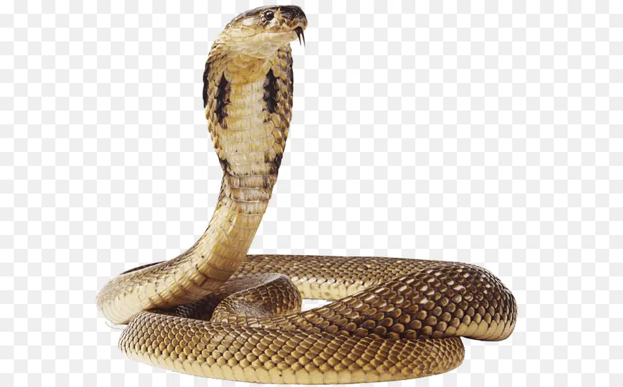 Cobra，Víboras PNG