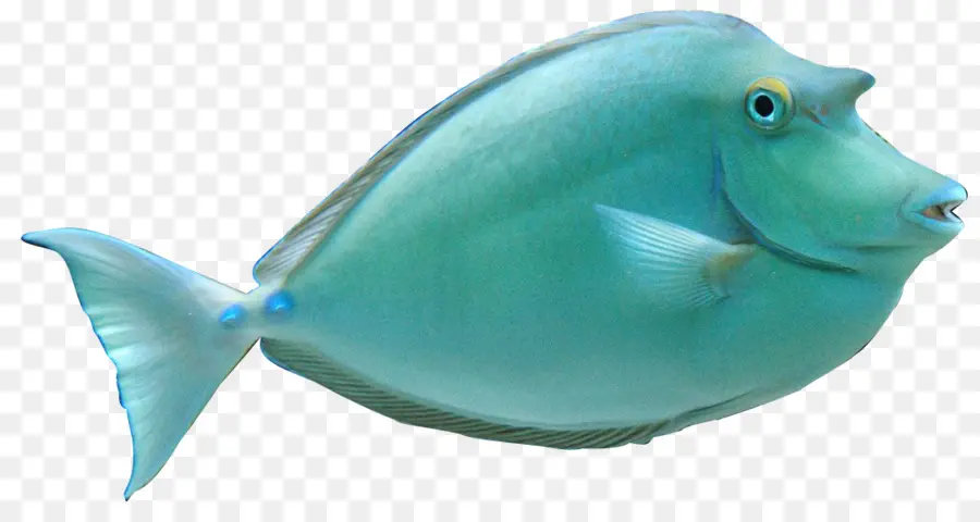 Peixe，Aquático PNG