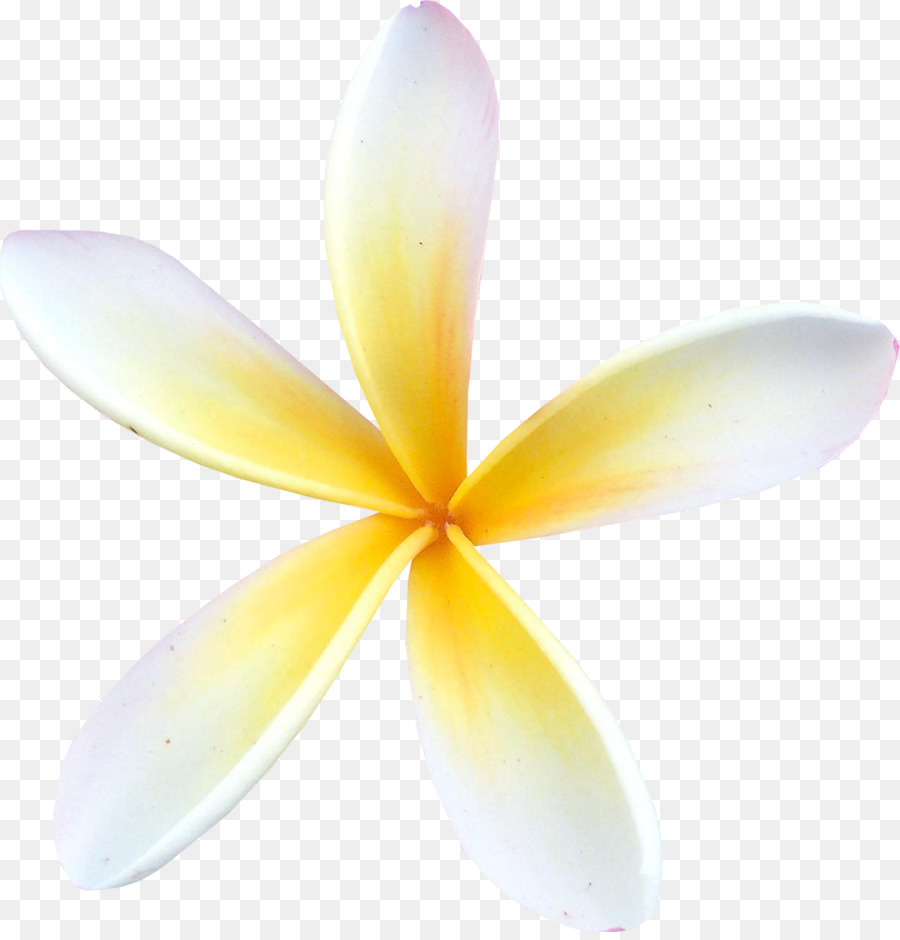 Flor，Pétalas PNG