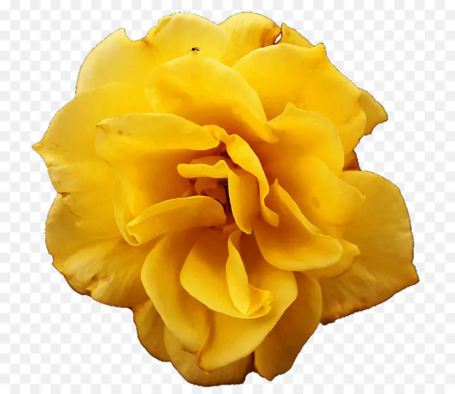 Rosa Amarela，Florescer PNG