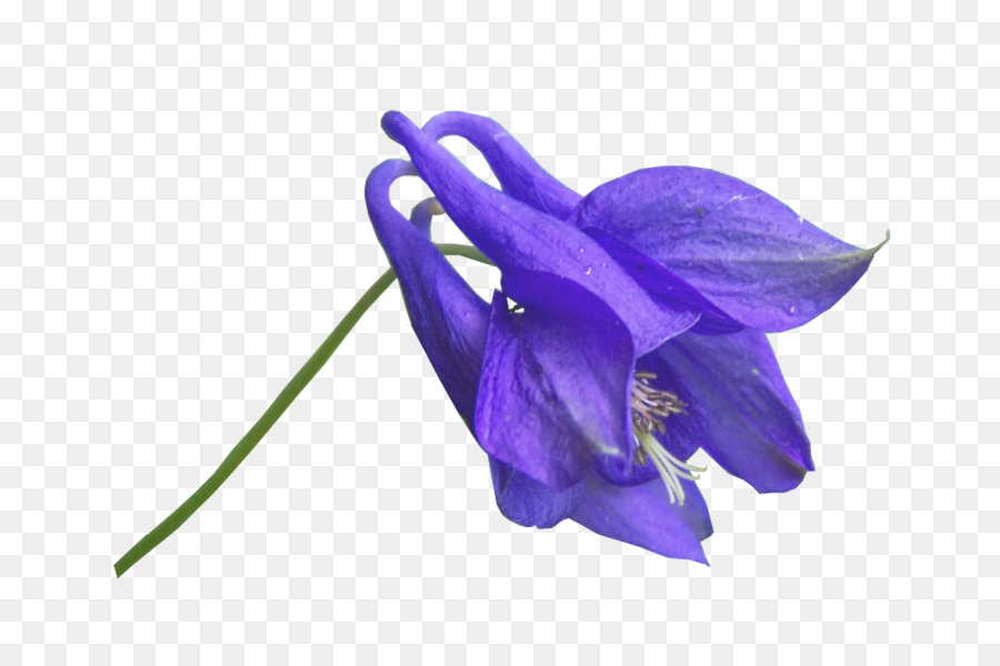 Flor，Azul PNG