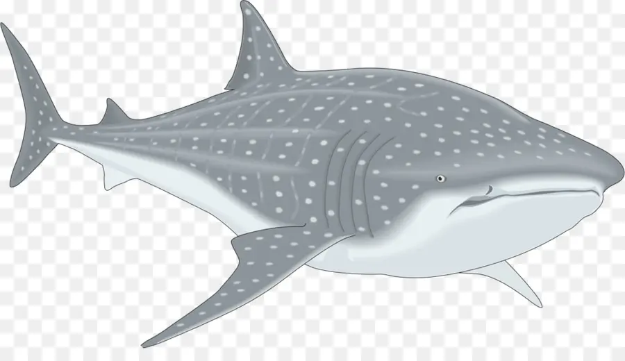 Tubarão，Tubarão Baleia PNG