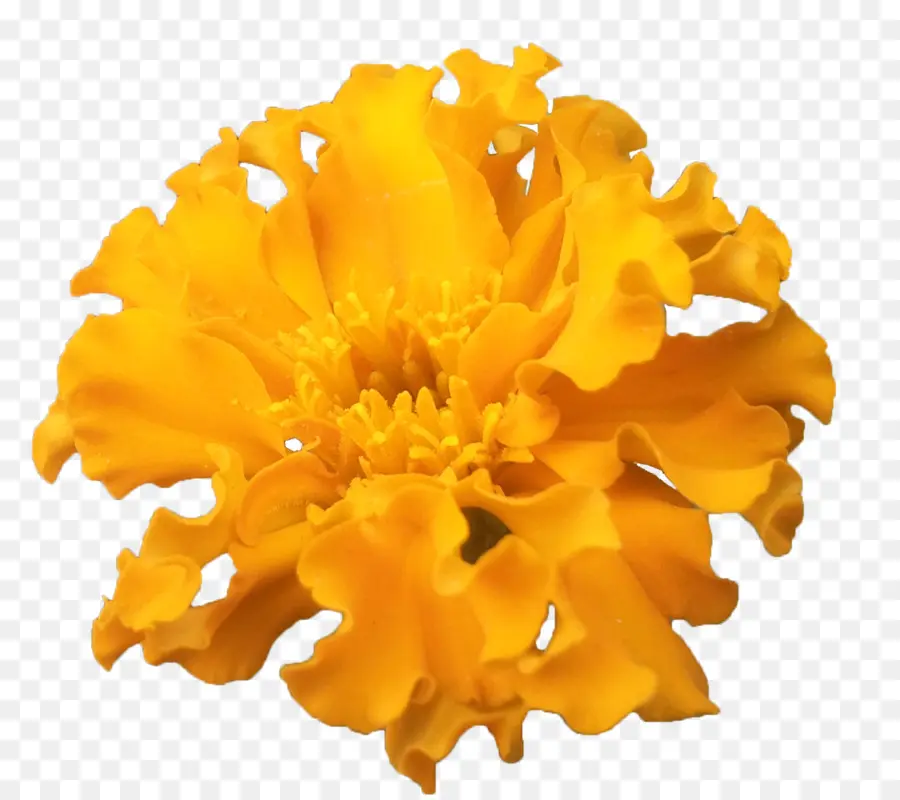 Flor，ícones Do Computador PNG