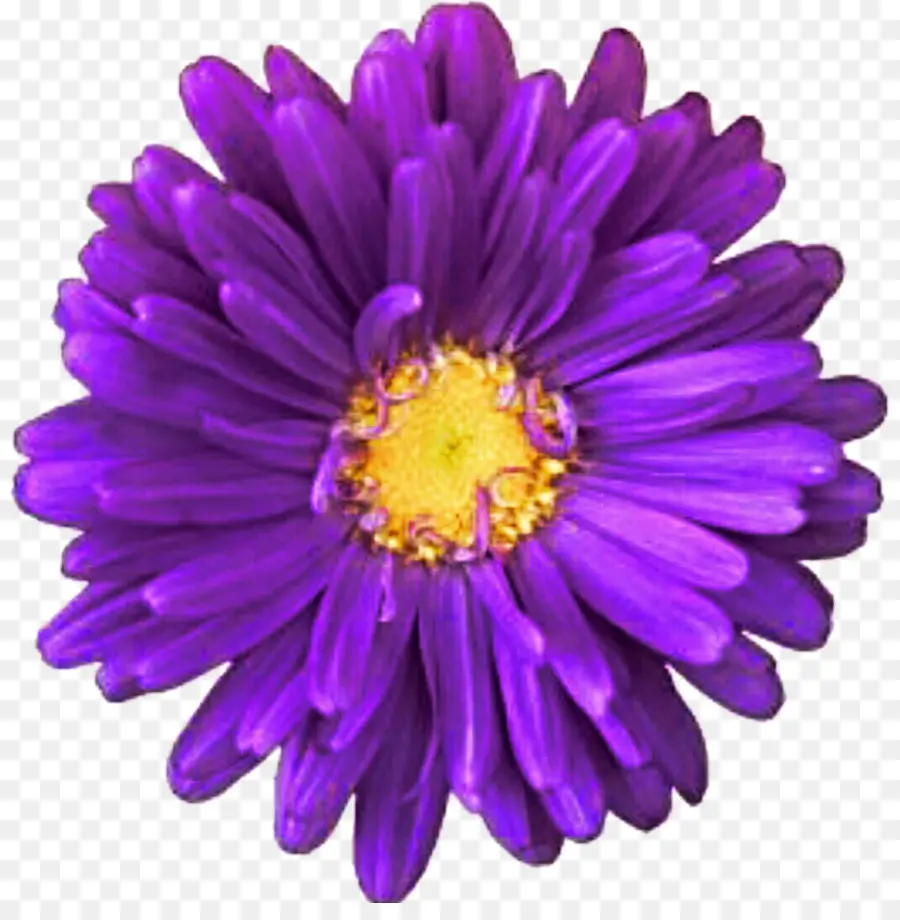 Roxo Inovação，Transvaal Daisy PNG