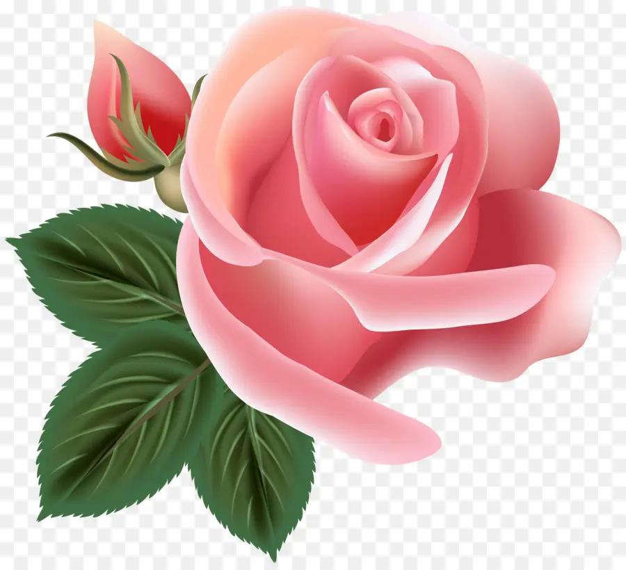 Centifolia Rosas，Rosa Chinensis PNG